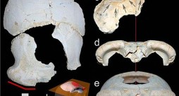 ‘Denizli Adamı’ Fosili 1.2 Milyon Yaşında Denizli-adami-fosili-1-2-milyon-yasinda-700x375